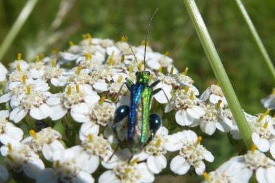 <i>Oedemera nobilis</i>