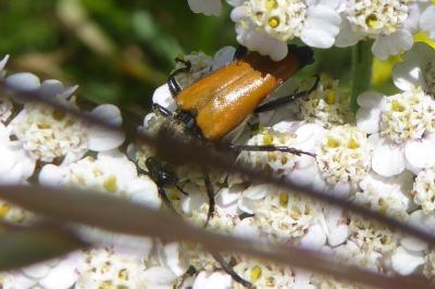 <i>Stictoleptura fulva</i>