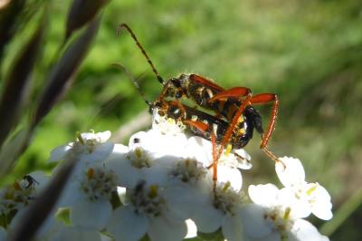 <i>Stenopterus rufus</i>