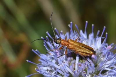 <i>Oedemera podagrariae</i>