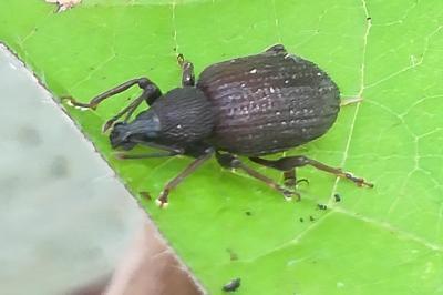 <i>Otiorhynchus sulcatus</i>
