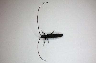 <i>Calamobius filum</i>