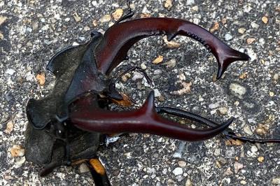 <i>Lucanus cervus</i>