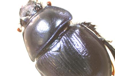 <i>Anoplotrupes stercorosus</i>