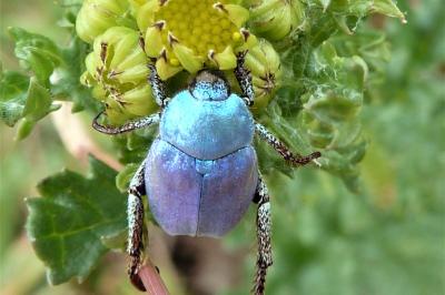 <i>Hoplia coerulea</i>