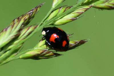 <i>Harmonia axyridis</i>
