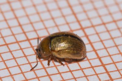 <i>Gonioctena olivacea</i>