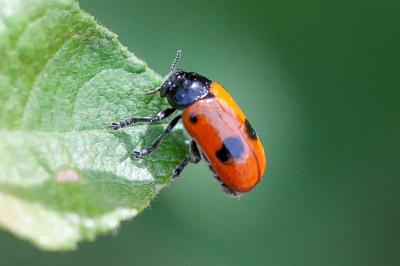 <i>Clytra laeviuscula</i>