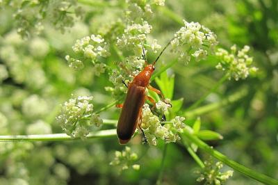 <i>Rhagonycha fulva</i>