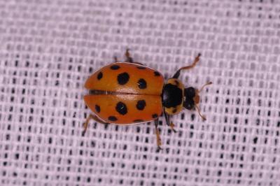<i>Hippodamia tredecimpunctata</i>