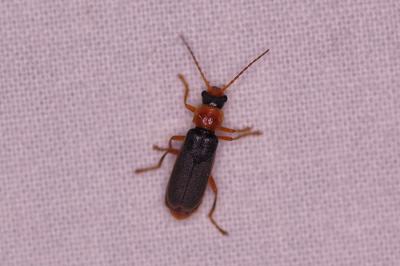 <i>Cantharis lateralis</i>