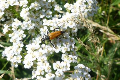 <i>Stictoleptura fulva</i>