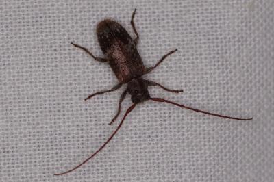 <i>Exocentrus adspersus</i>