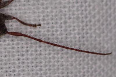 <i>Exocentrus adspersus</i>
