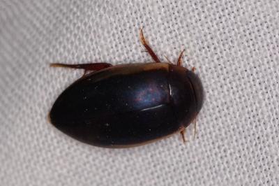 <i>Hydaticus seminiger</i>