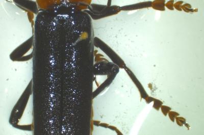 <i>Cantharis fusca</i>