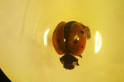 <i>Cantharis fusca</i>