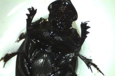 <i>Copris lunaris</i>