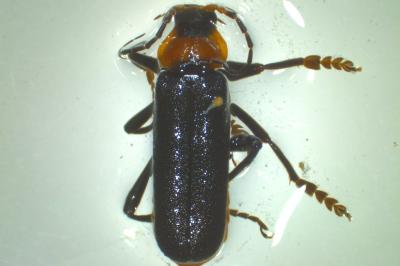 <i>Cantharis fusca</i>