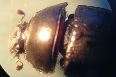 <i>Geotrupes stercorarius</i>