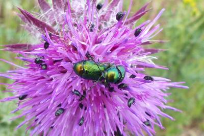 <i>Cryptocephalus</i>