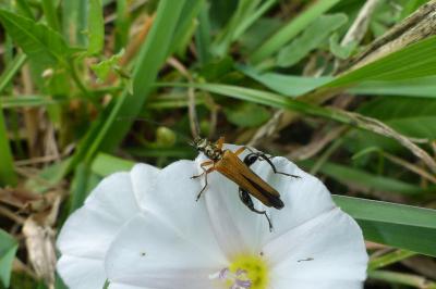 <i>Oedemera podagrariae</i>