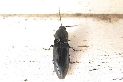<i>Hemicrepidius</i>