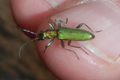 <i>Chrysanthia viridissima</i>
