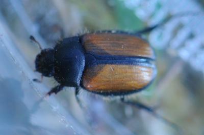 <i>Omaloplia ruricola</i>