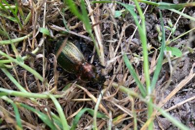 <i>Carabus monilis</i>