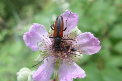 <i>Stenurella melanura</i>