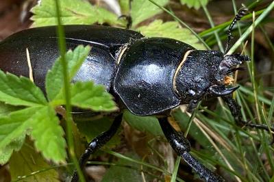 <i>Lucanus cervus</i>
