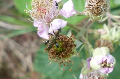 <i>Oedemera flavipes</i>