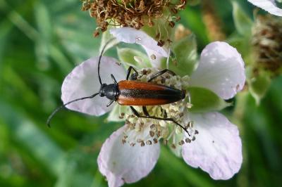 <i>Stenurella melanura</i>