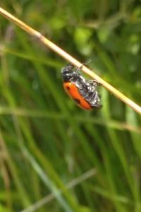 <i>Clytra laeviuscula</i>