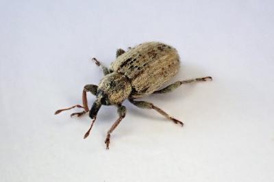 <i>Hypera</i>