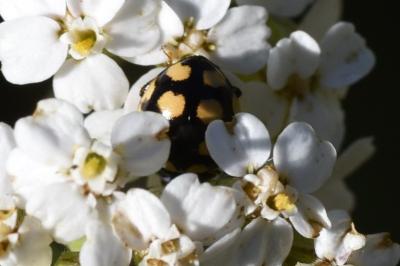 <i>Coccinula quatuordecimpustulata</i>