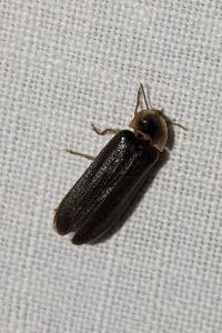 <i>Lampyris noctiluca</i>