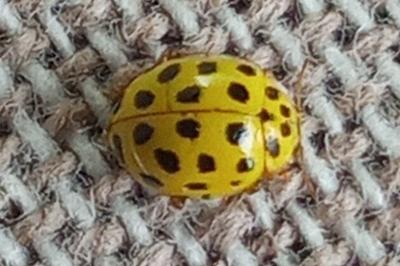 <i>Psyllobora vigintiduopunctata</i>