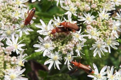 <i>Rhagonycha fulva</i>