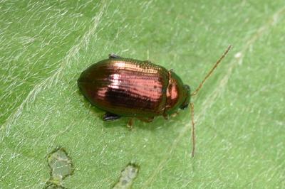 <i>Crepidodera aurea</i>