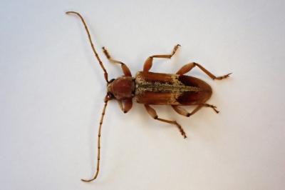 <i>Trichoferus pallidus</i>