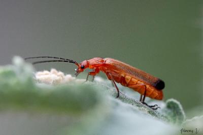 <i>Rhagonycha fulva</i>