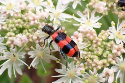 <i>Trichodes apiarius</i>