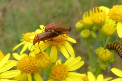<i>Rhagonycha fulva</i>