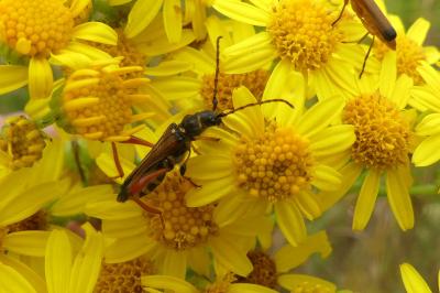 <i>Stenopterus rufus</i>