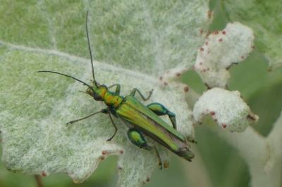 <i>Oedemera nobilis</i>
