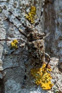 <i>Aegomorphus clavipes</i>