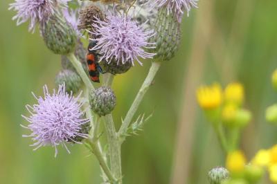 <i>Trichodes apiarius</i>