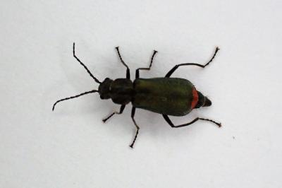 <i>Malachius bipustulatus</i>